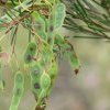 Wattle seeds